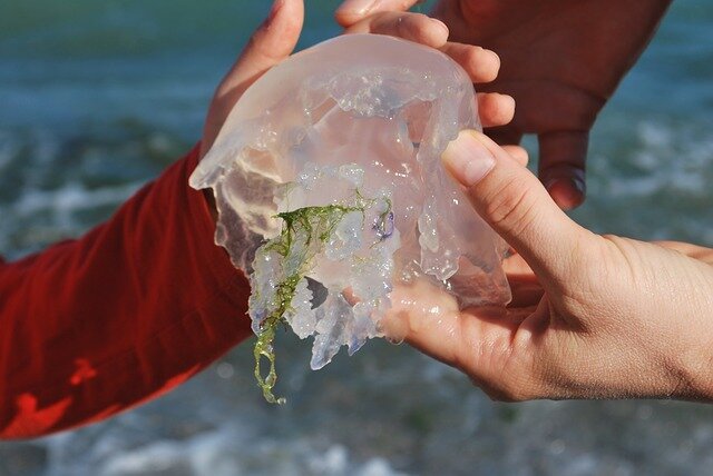 Медузы подобно плавающему мусору всегда следуют вместе с волнами за ветром и скапливаются в подветренных местах у скал, причалов и т.п.-2