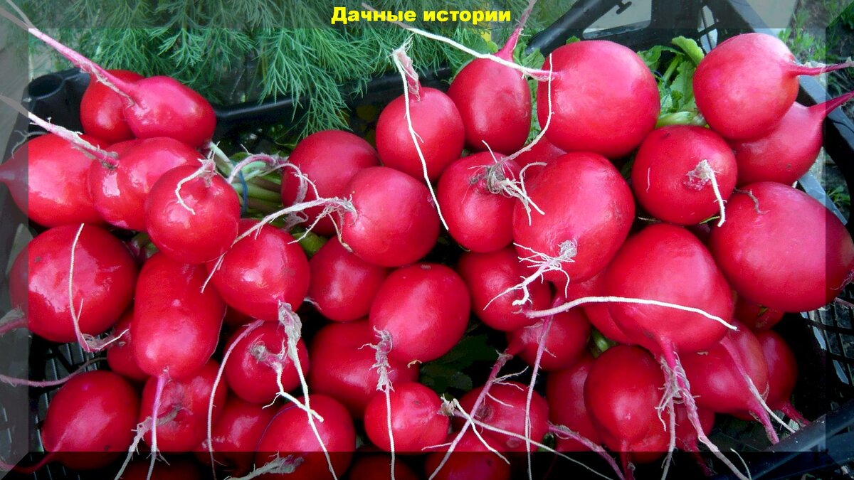 https://vk.com/photo-159774511_457244352