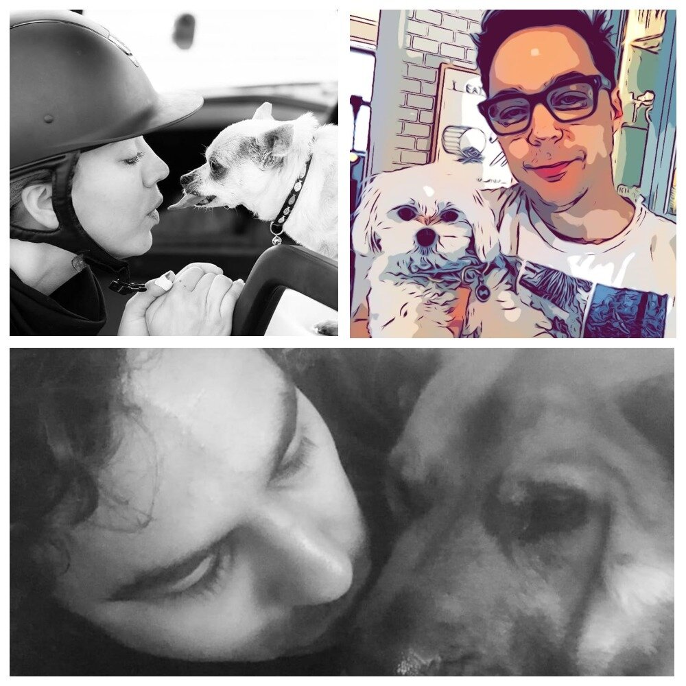 Звездные собачки