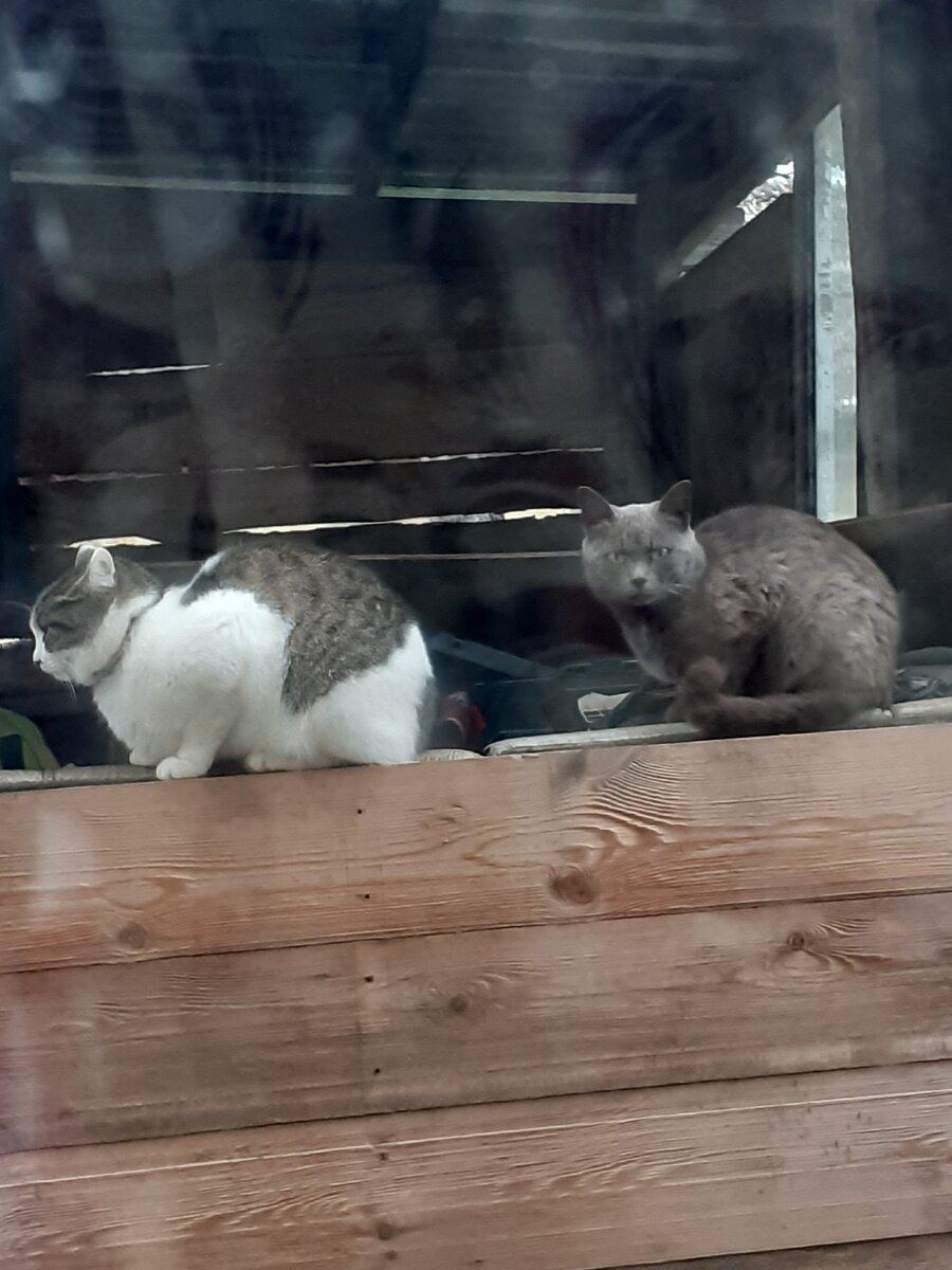 Иногда к нам приходят кошки и коты. Лея слева. Если бы она не была стерилизована, то уже давно бы забеременела. Так что они просто общаются🙂