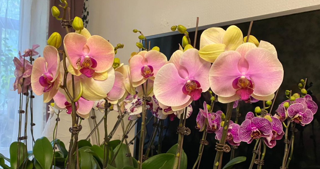 Наши Орхидеи