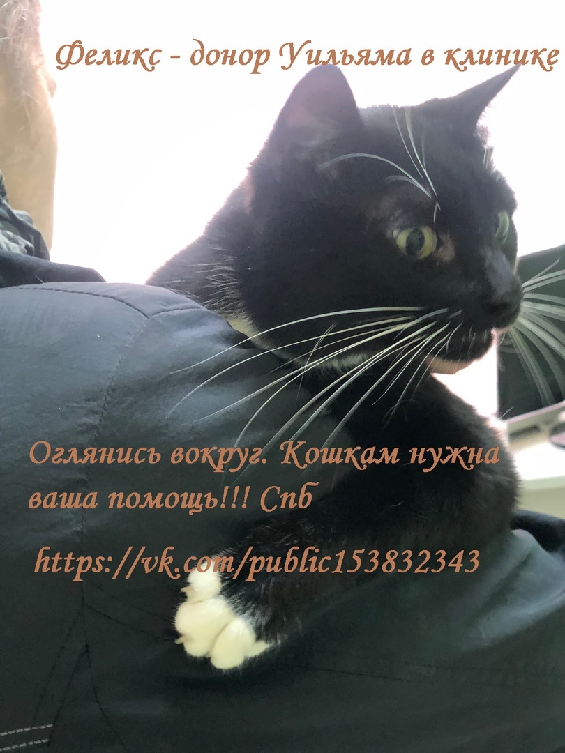 Феликс спешит на помощь Уильяму