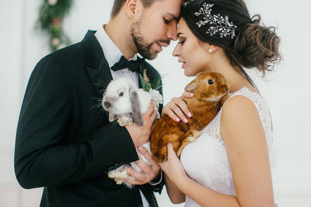 Животные на свадьбе