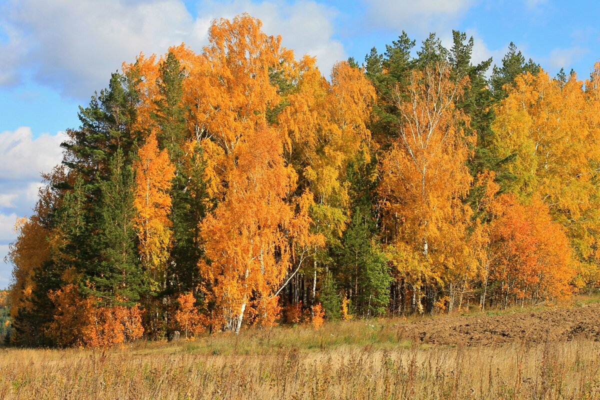 За несколько десятков лет на месте бывшего рудника уже успел вырасти дремучий лес