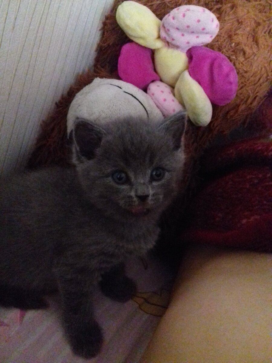 1 месяц