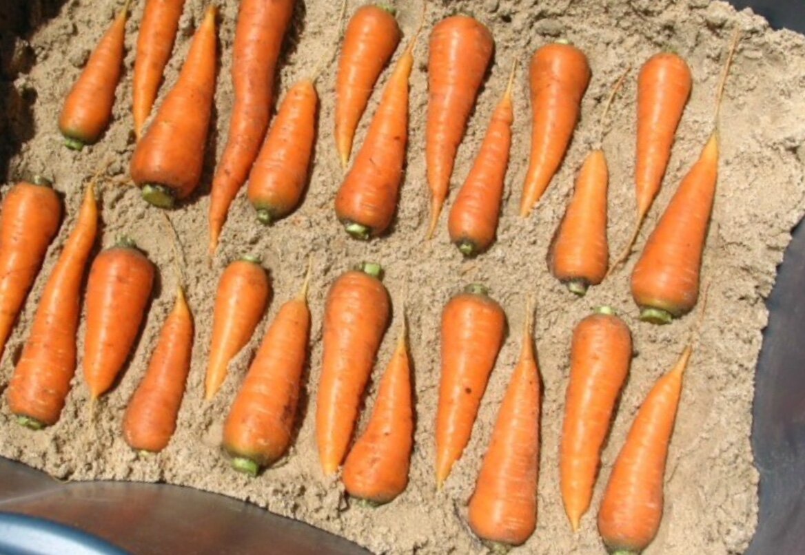 Как лучше хранить морковь. Хранение моркови. Корнеплодов моркови хранение. Морковь в ящике. Ящик для хранения моркови.