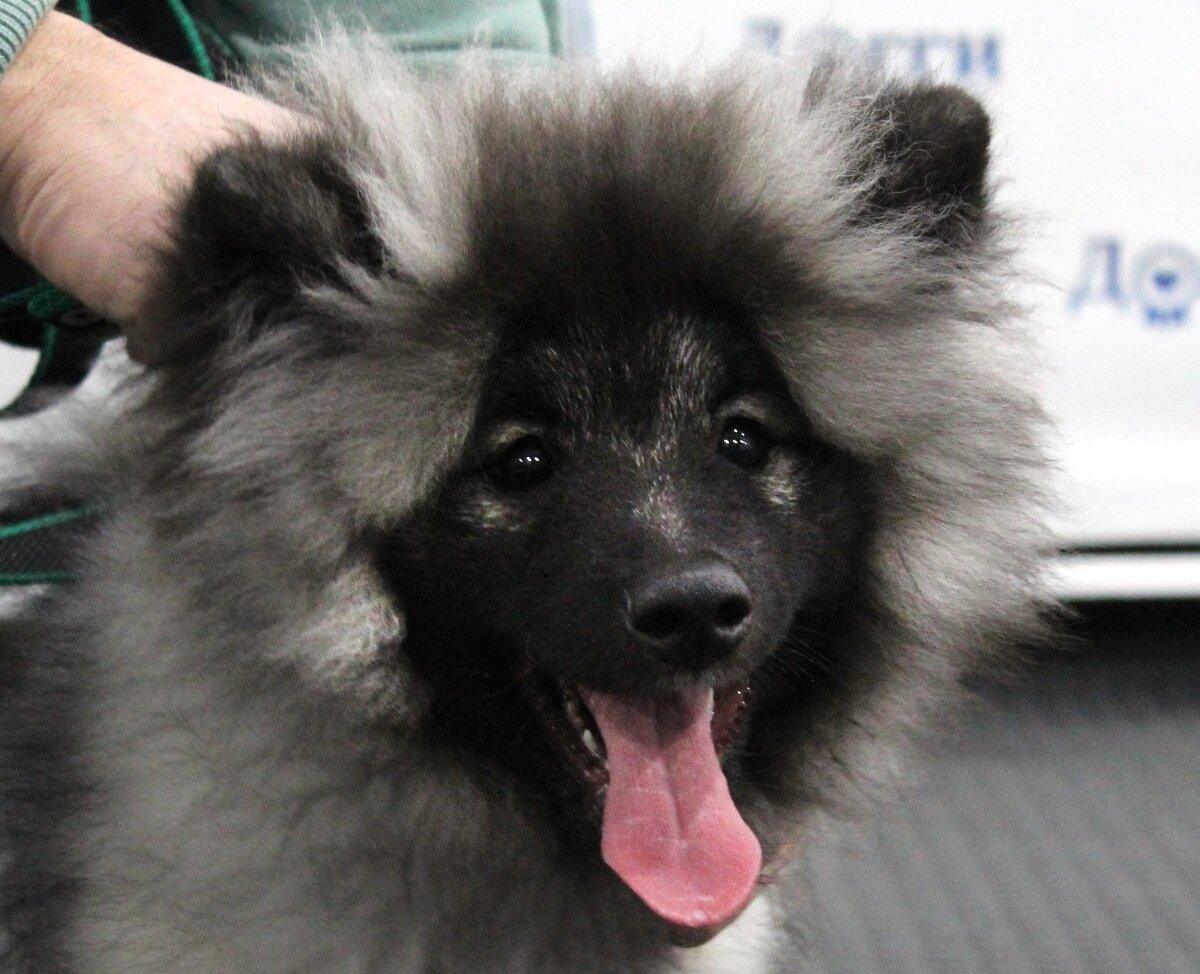 Аврора на занятиях в Догги-центре