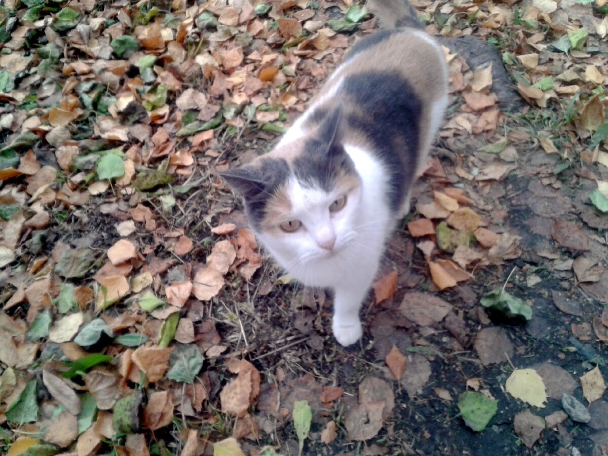 А это - Мусин бойфренд