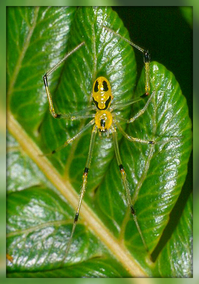 Theridion grallator. Источник: Яндекс картинки.