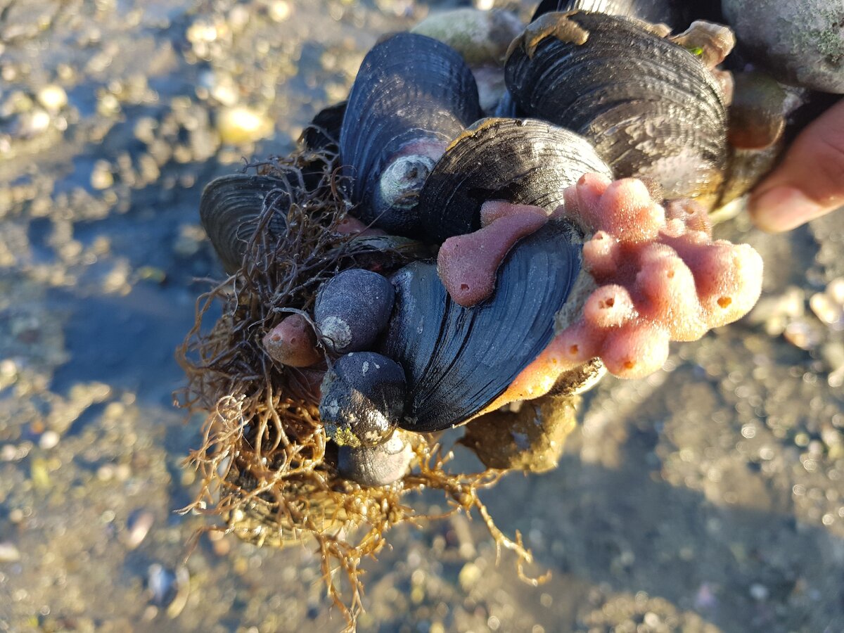 Розовая губка