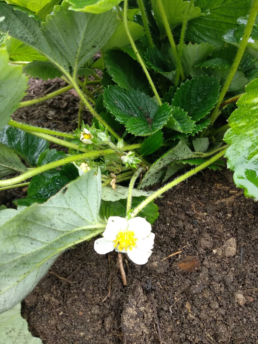 В октябре цветы необходимо обрезать, так как они уже не успеют сзреть. А кустику нужно набрать сил для зимовки