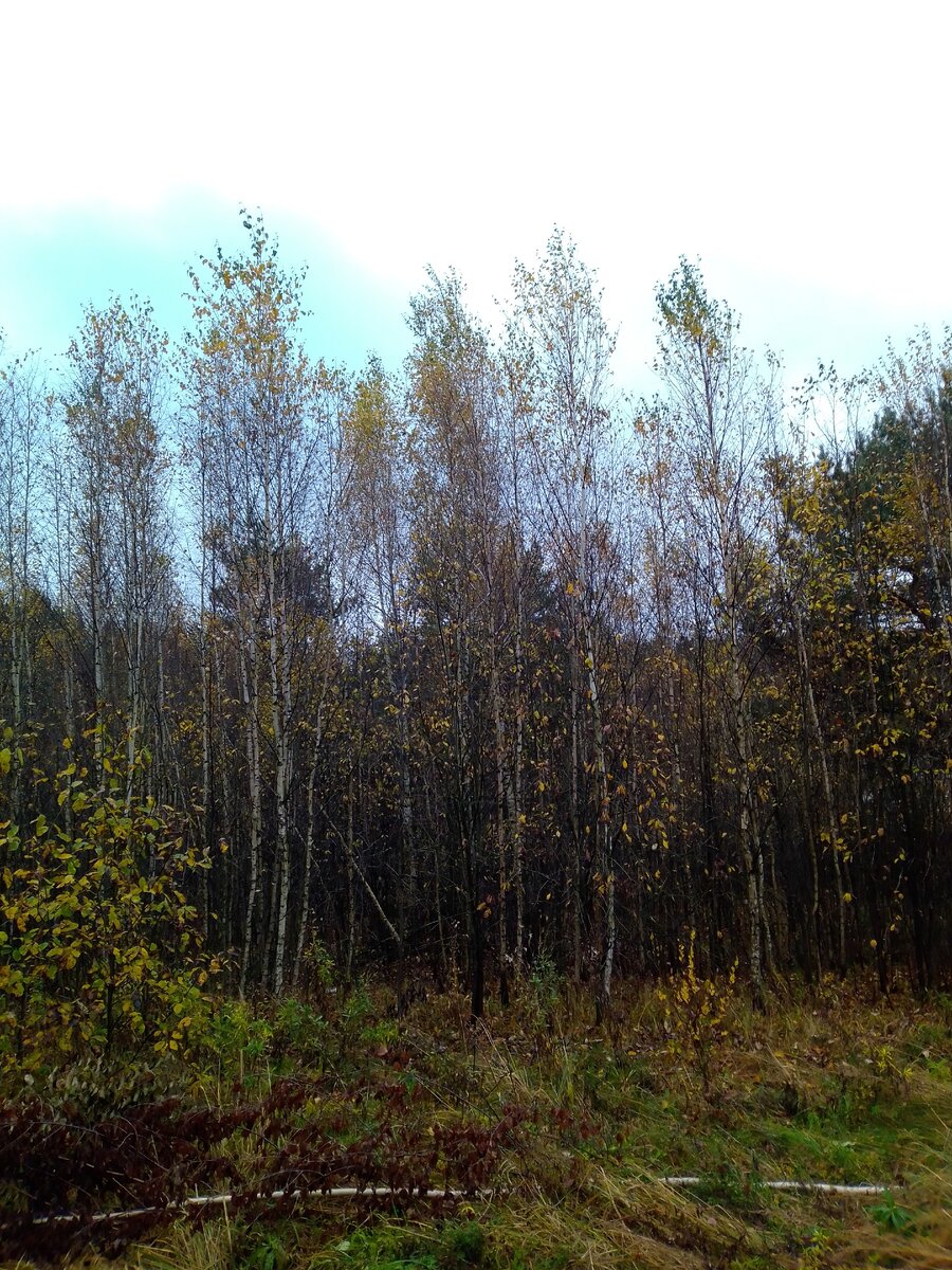 А в нашем Подмосковье березы уже почти облетели.