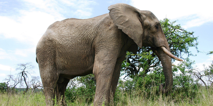 Изображение взято с petakids.com