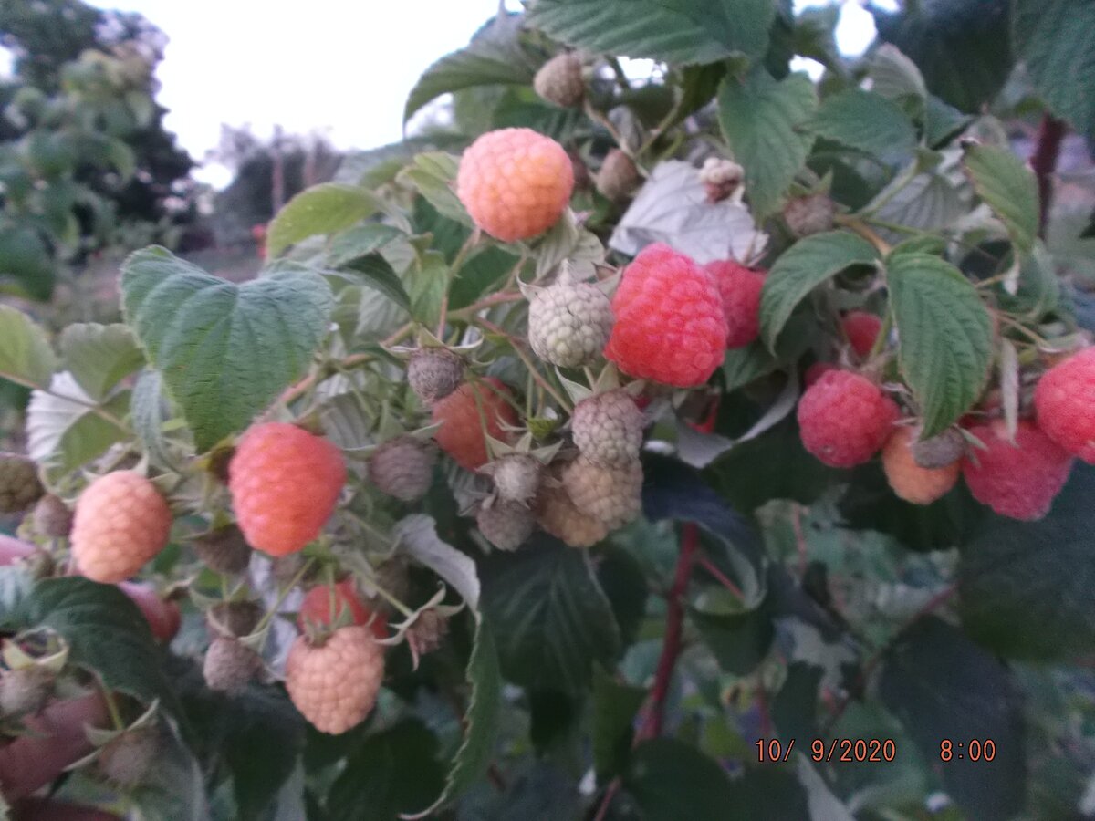 Ремонтантная малина Дабл Голд в этом году позже начала плодоношение, чем обычно
