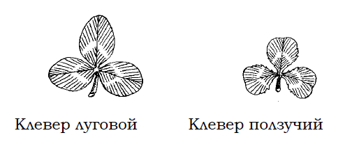 Клевер белый (ползучий) и клевер красный (луговой): отличия | Зеленый ...