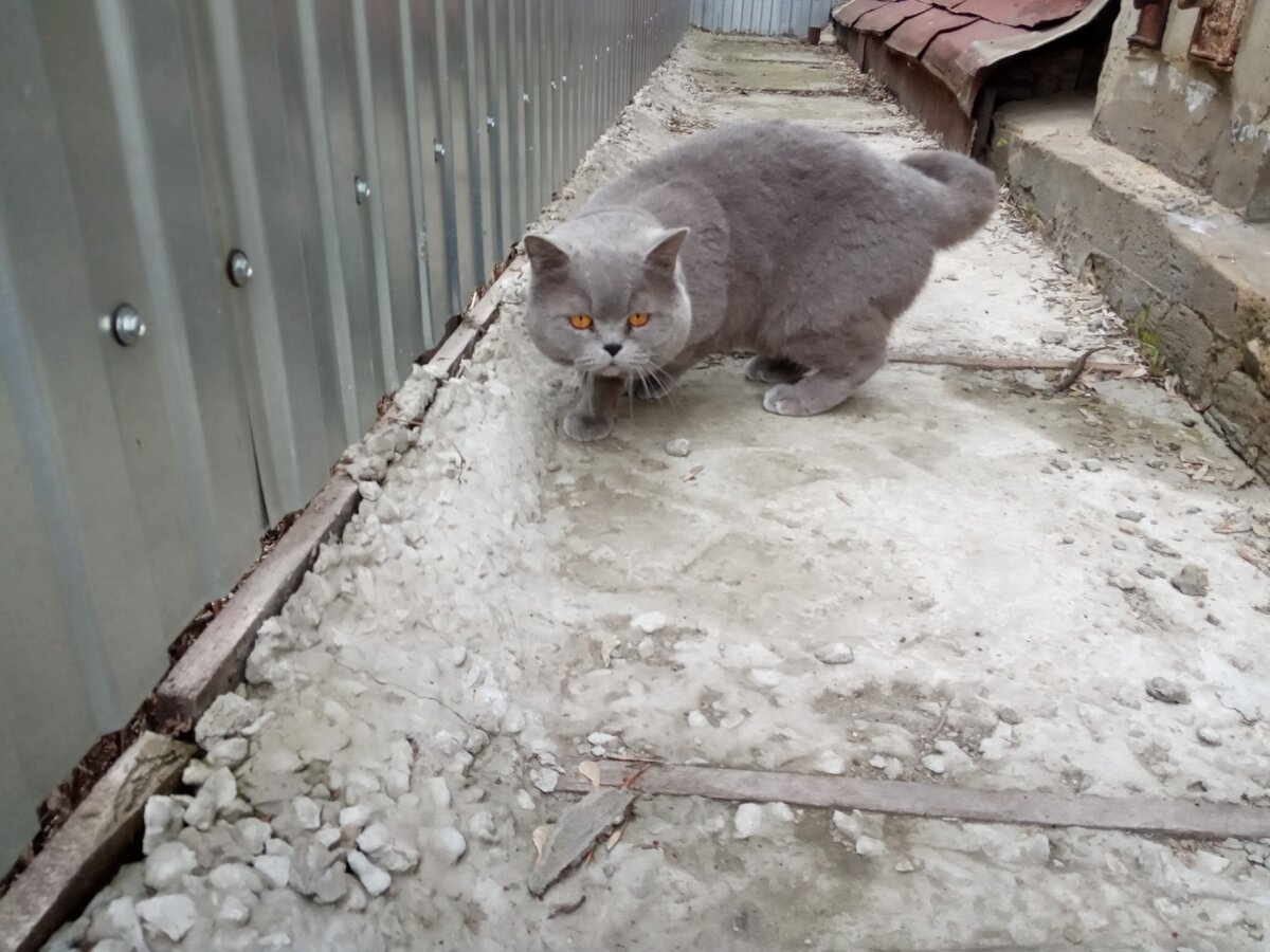 кот Кекс, папа кота Маркиза 