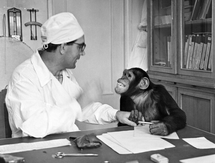 Doctor monkey