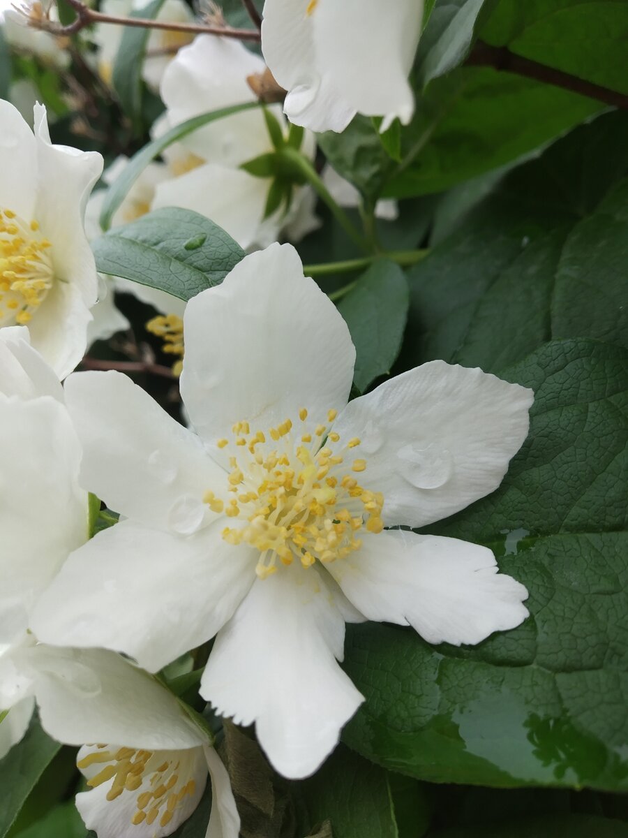 Жасмин. Весна прекрасное время года когда природа пробуждается после долгого сна*😍