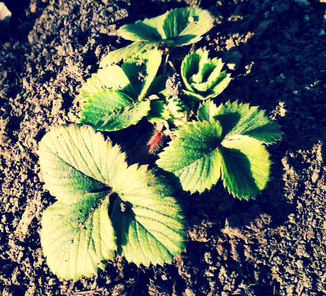 Кустик клубнички.