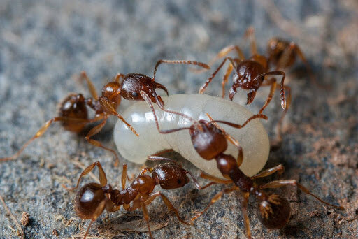 aphaenogaster subterranea 