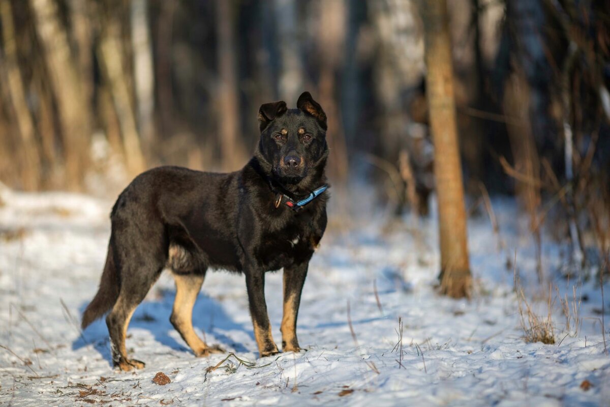 Деймос, дворняга, ищет дом