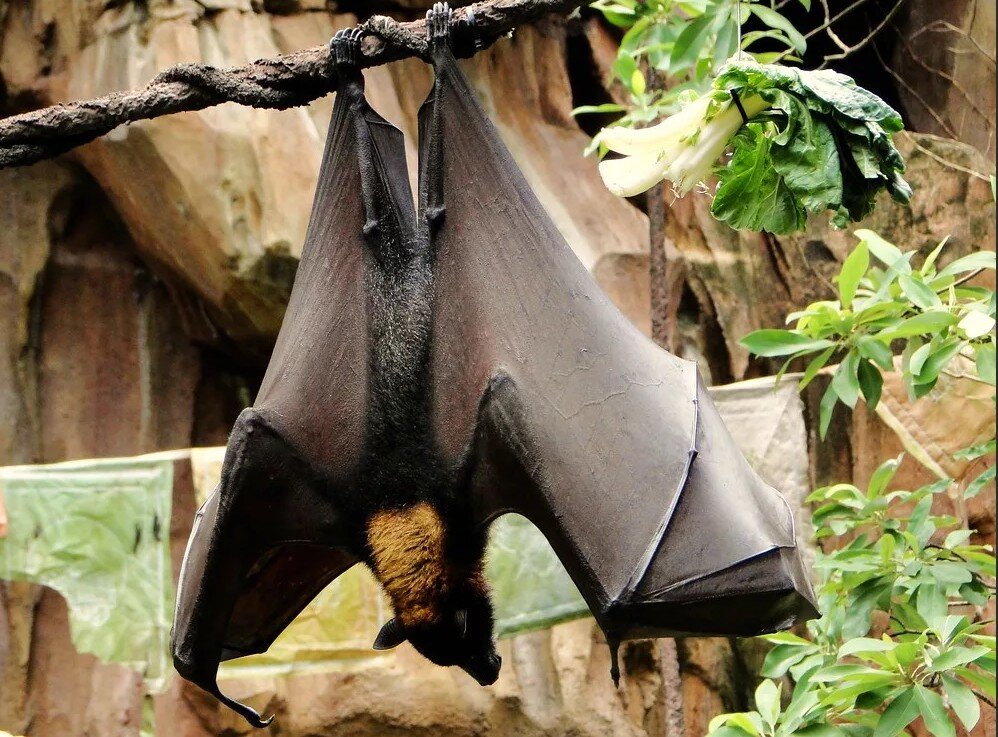 Фото в свободном доступе. Взято из сети Яндекс.