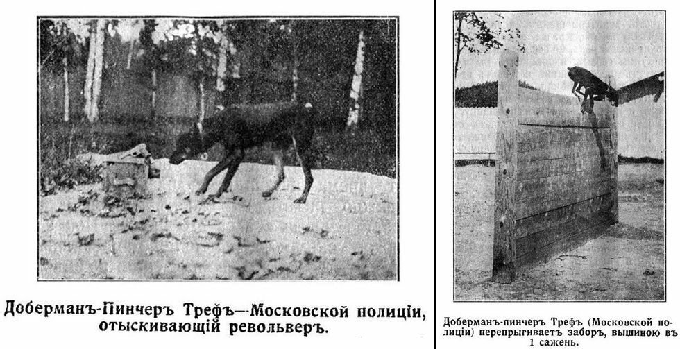 Пинчер план 1946