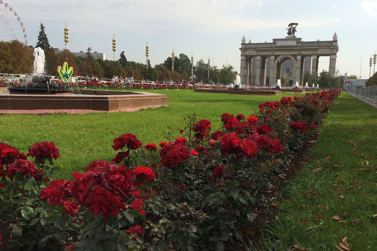В массовой монопосадке роз на центральной аллее ВДНХ (Москва) розу можнно безболезненно заменить — например, пеларгонией. Не подойдёшь, не заметишь разницы!