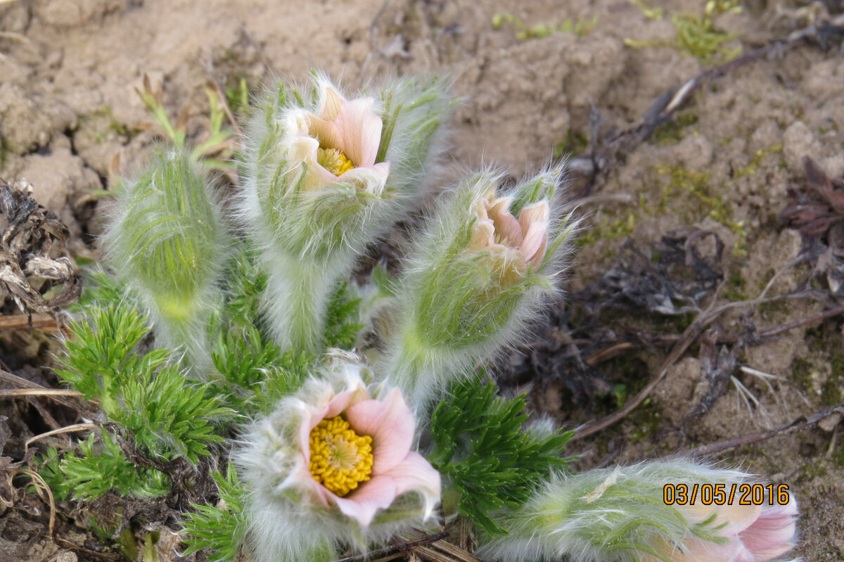  Pulsatilla vulgaris