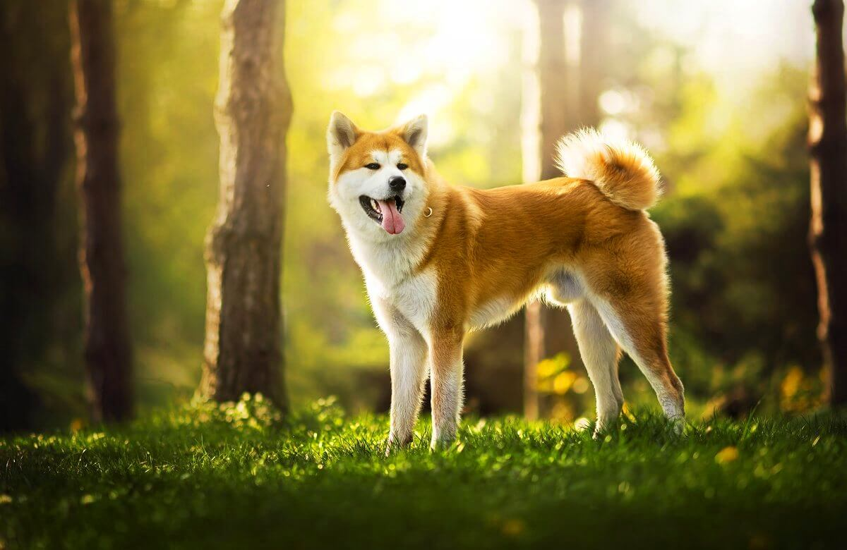 Интересный факт: В 1932 году на всю Японию прославился акита-ину по кличке Хатико.