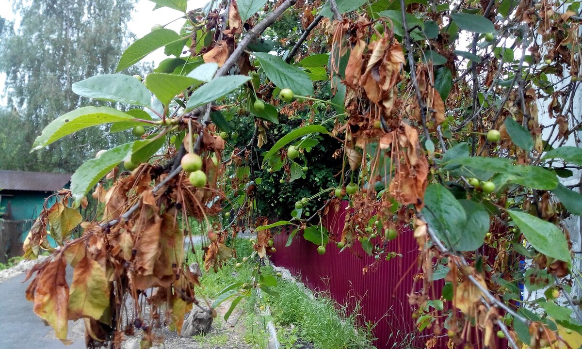 Монилиальный ожог — ветки, слово обожженные. оvitusltd.ru