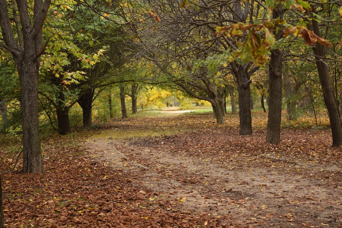 Аллея в парке