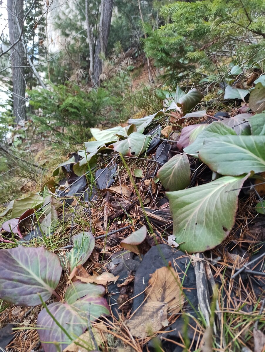 Бадан после зимы 😋
