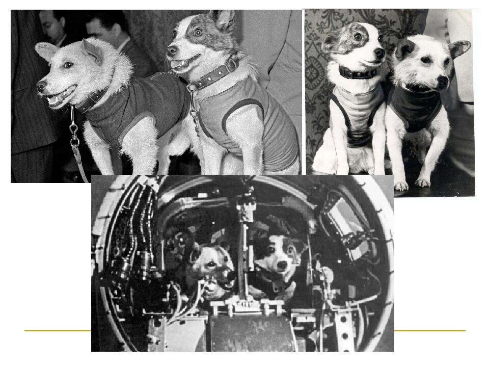 1 полетели белка и стрелка. Белка и стрелка первый полет в космос. Спутник 5 белка и стрелка. Собаки которые были в космосе до Гагарина. Корабль белки и стрелки.