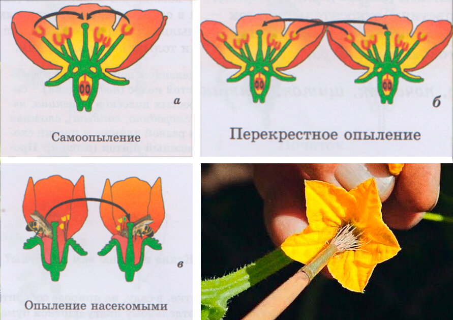 Опыление арбузов