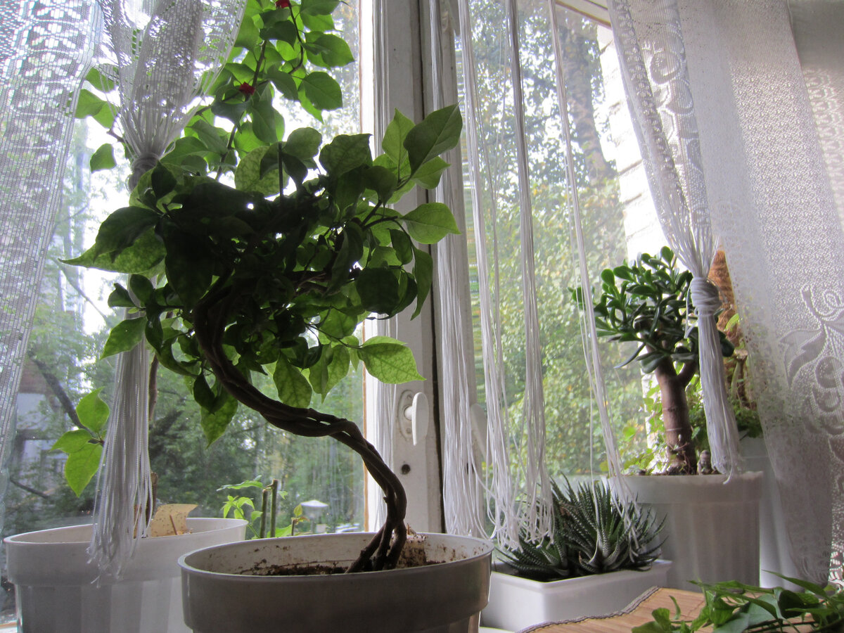 Эти черенки (сразу 3 шт) и посажены наклонно, и переплетены, и год были зафиксированы на прочной опоре. Чтобы стволики сохранили S-образный изгиб