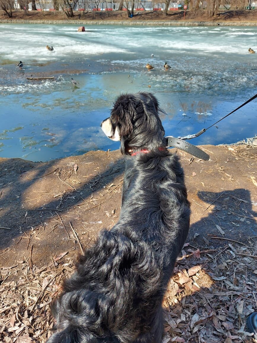 прогулка около пруда 