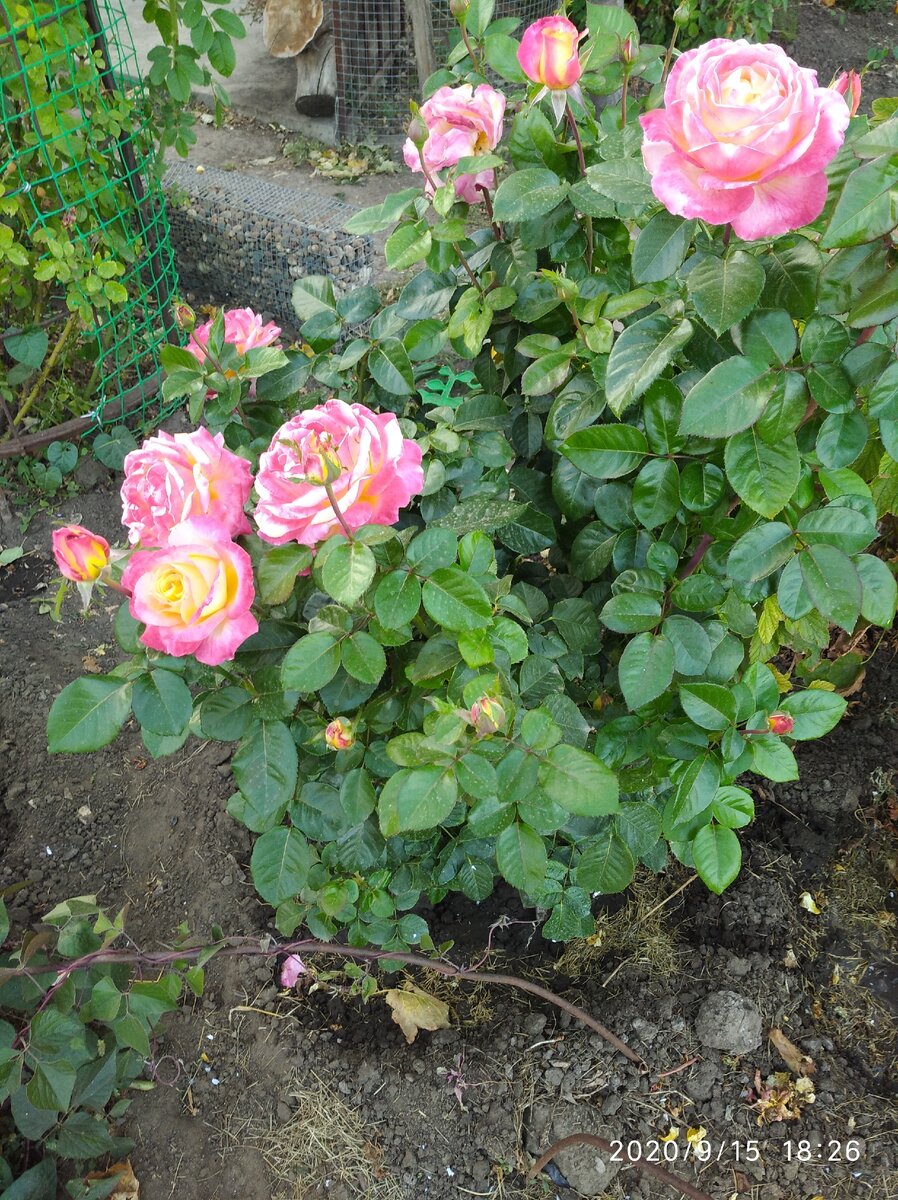 Такими они были летом 