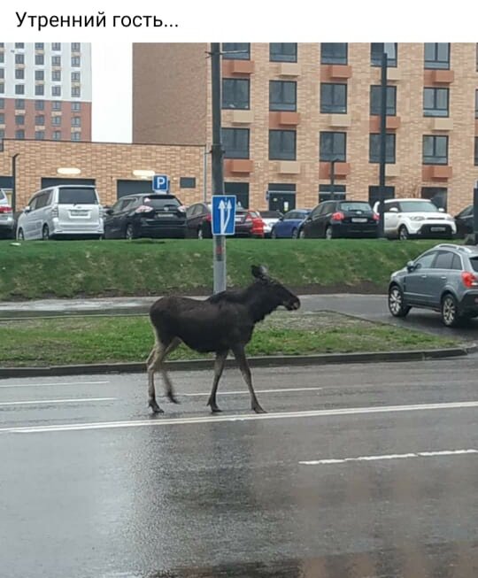 Скрин из группы обозябра