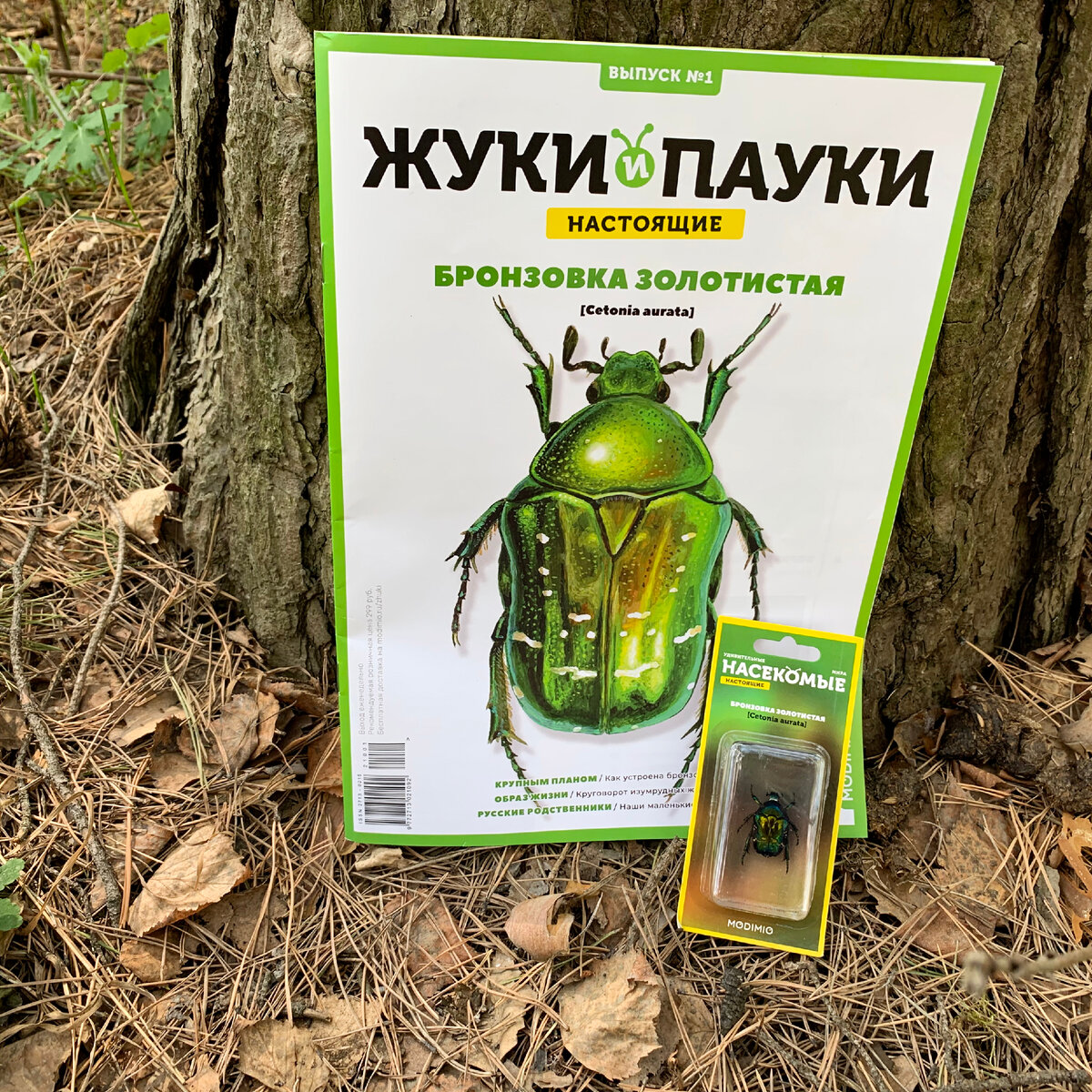 зеленый жук насекомое вырос майский жук (Cetonia aurata) на белом фоне