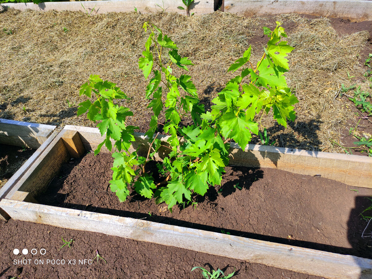 Молодой саженец прекрасно развивается