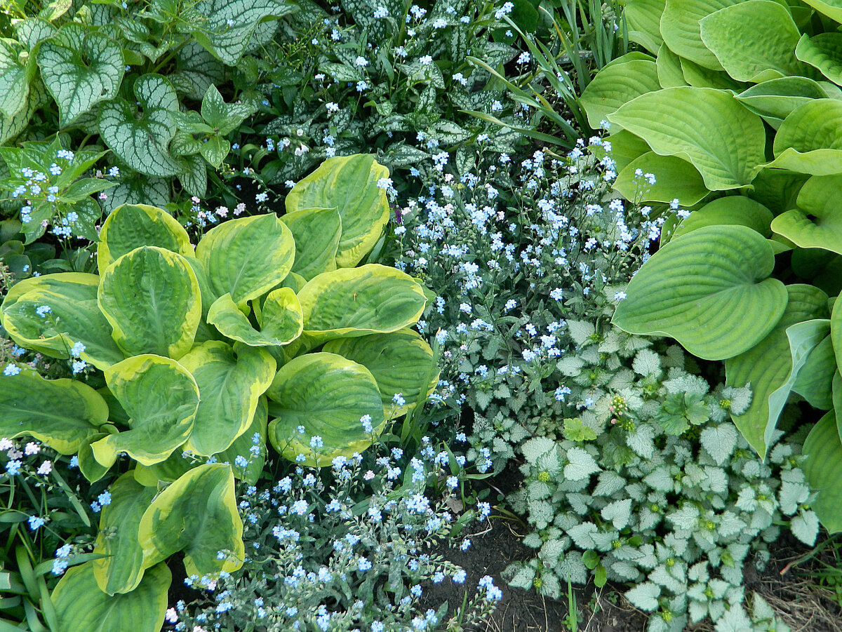 Незабудки и яснотка среди хост