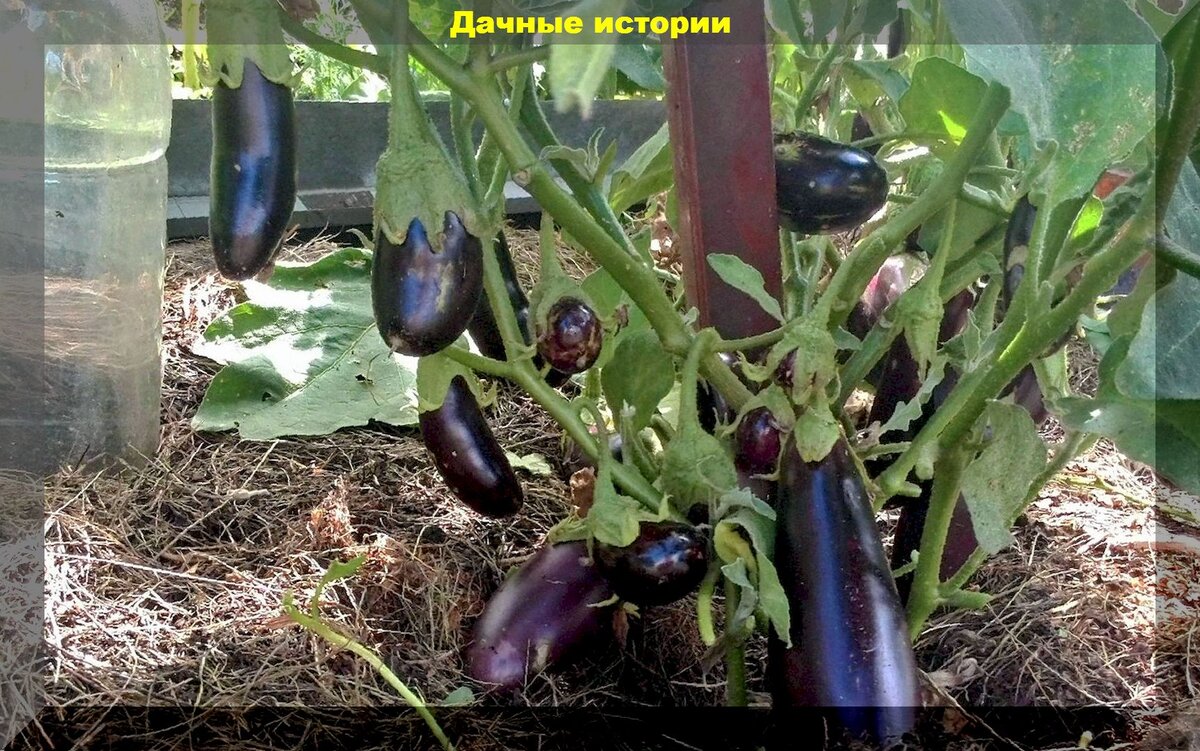 Как ухаживать за баклажанами в теплице. Баклажаны на грядке. Парник для баклажанов. Баклажан растет. Как растет баклажан на огороде фото