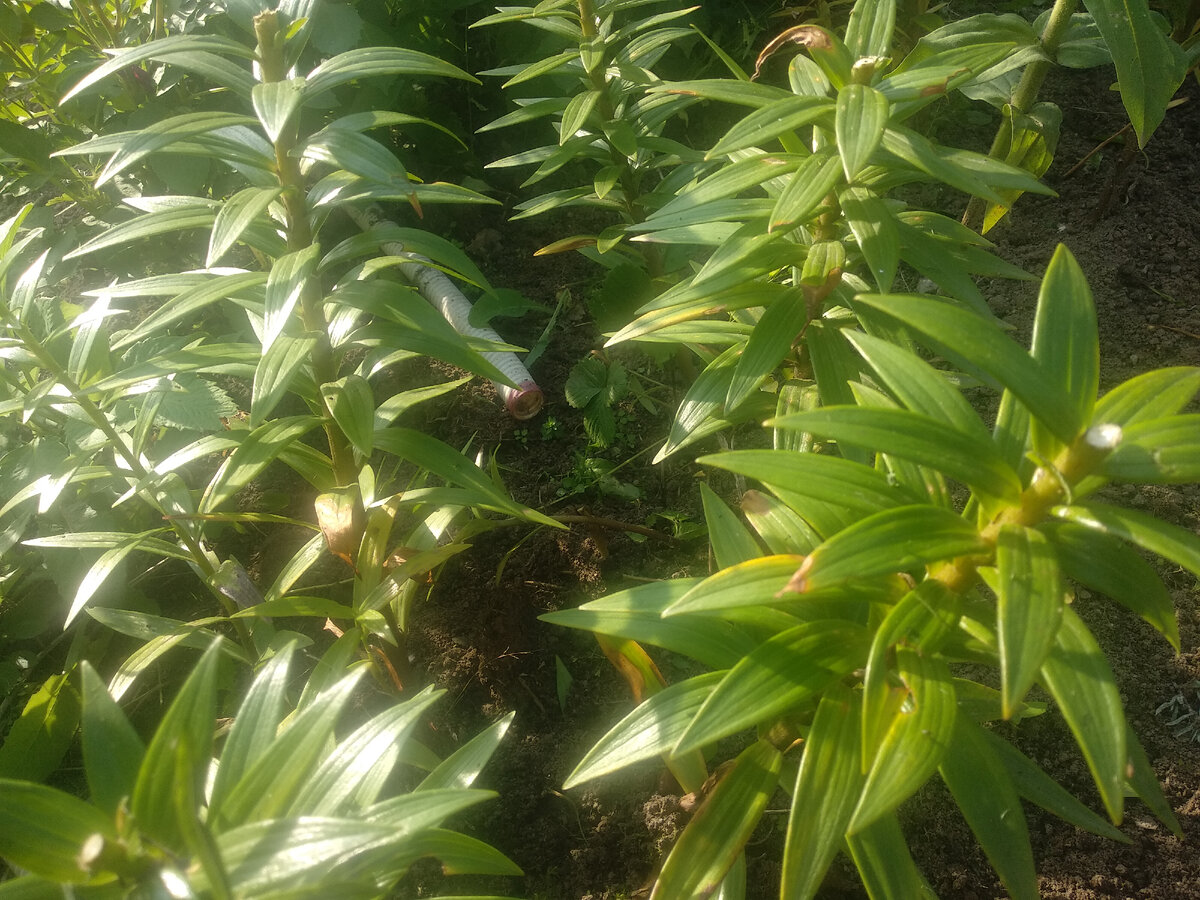 Обрезала семенные коробочки с частью стебля. Фото автора. 