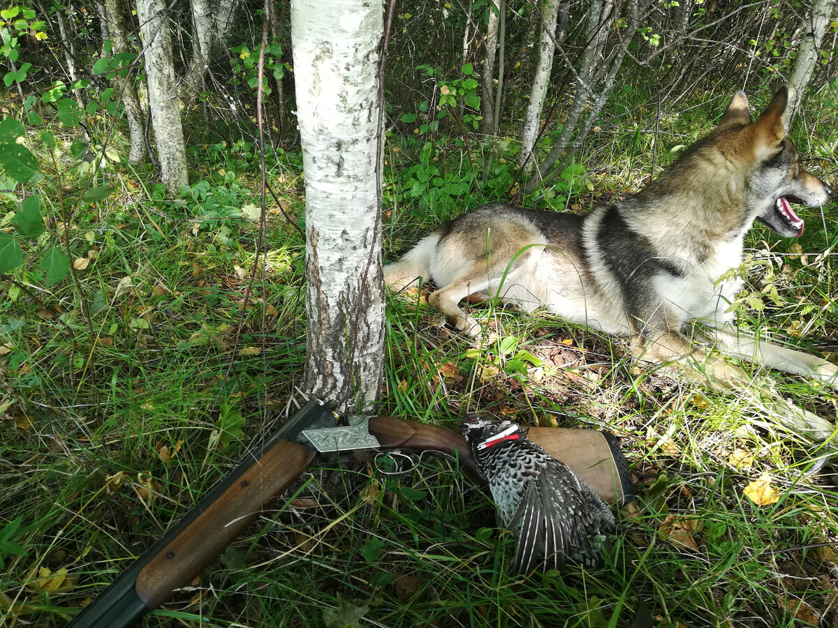 Байкал отвернулся, чтобы манящий запах рябчика его не смущал