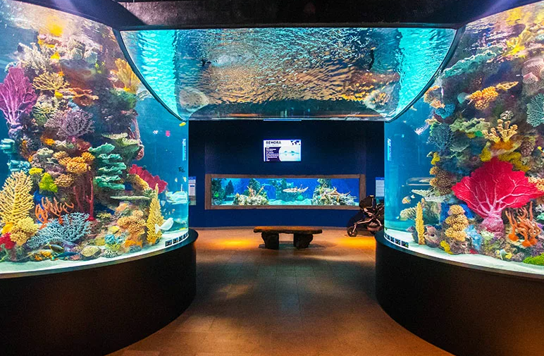 Источник: https://www.discovernepa.com/wp-content/uploads/2018/08/DN-TTD-LAC-ElectricCityAquarium-01-1.jpg