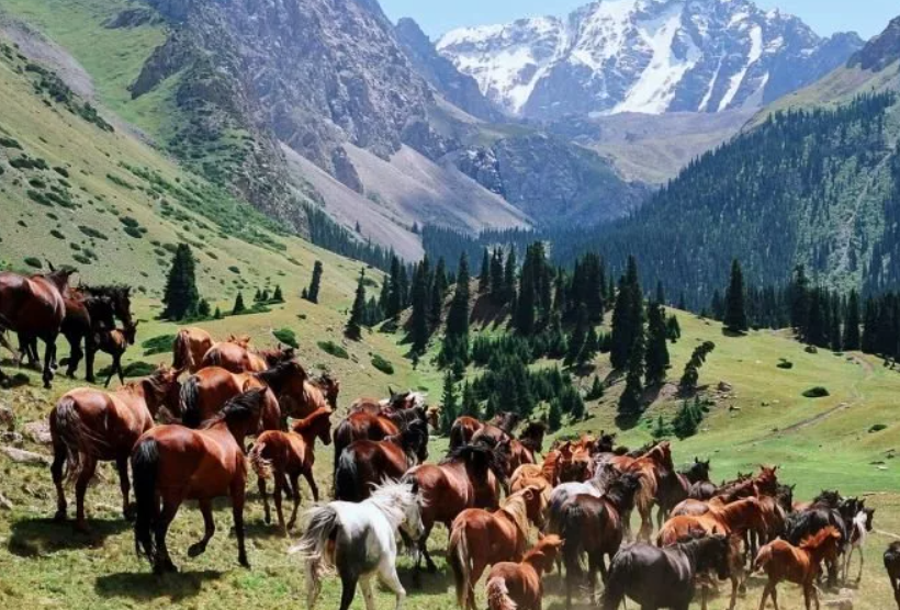 Три киргизии. Ущелье Чункурчак Киргизия. Джайлоо Киргизия. Кыргызстан горы джайлоо. Джайлоо туризм в Киргизии.