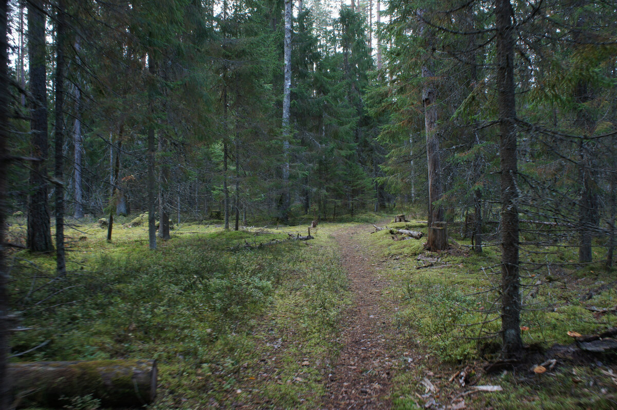 Лес, озеро и каменные руины. Поход одного дня по Гладышевскому ...