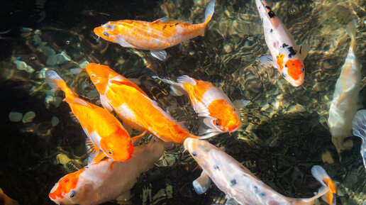 В Японии в сточных канавах живут рыбки