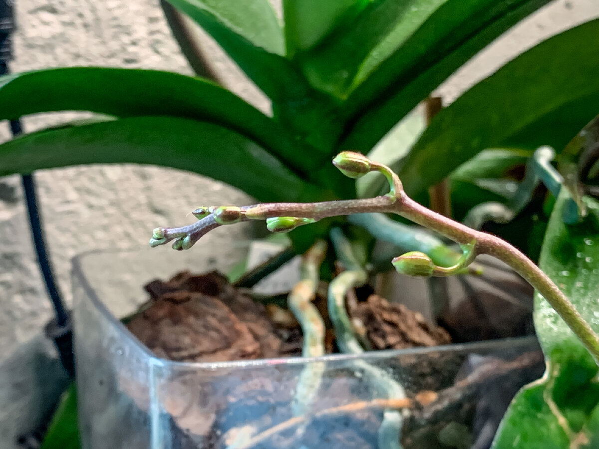 Наращивает активно бутоны. Листайте и посмотрите как будет